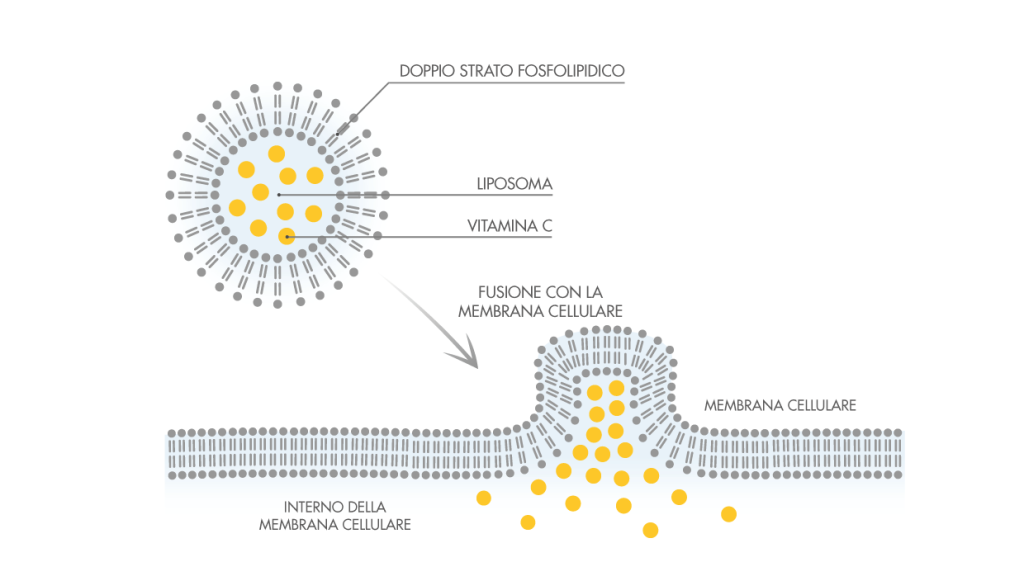 vitamina c liposomiale migliore liposomi cosa sono liposomi a cosa servono